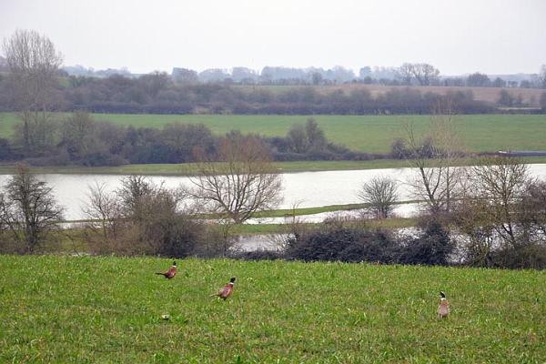 5. Pheasants look over Cherwell Valley, January 12.jpg